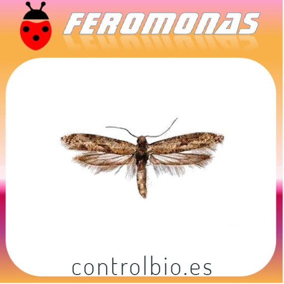 PRAYS CITRI Prays del limonero