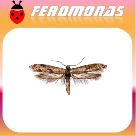 PRAYS CITRI Prays del limonero