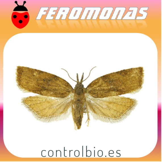 PLATYNOTA STULTANA Rosquilla omnívora