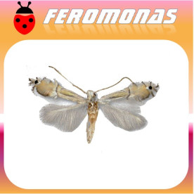 PHYLLOCNISTIS CITRELLA Minador de los cítricos