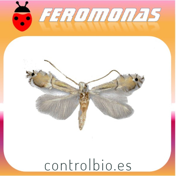 PHYLLOCNISTIS CITRELLA Minador de los cítricos