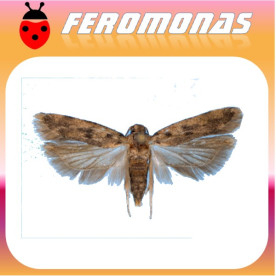 PECTINOPHORA GOSSYPIELLA Gusano rosa del algodonero