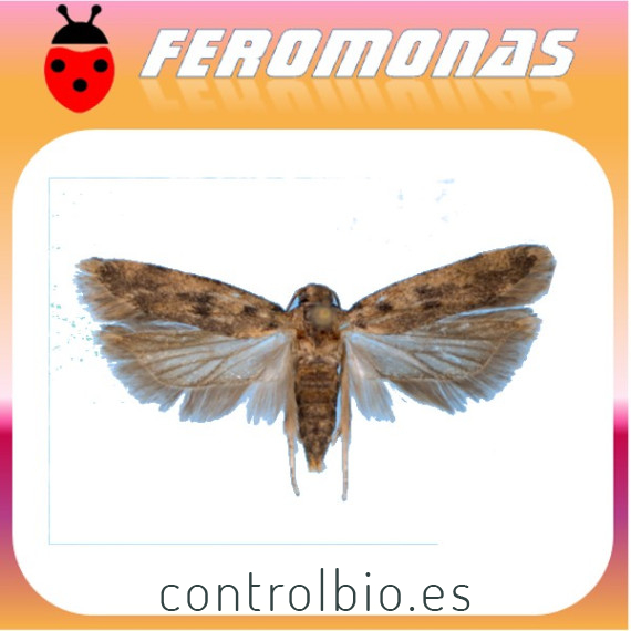 PECTINOPHORA GOSSYPIELLA Gusano rosa del algodonero