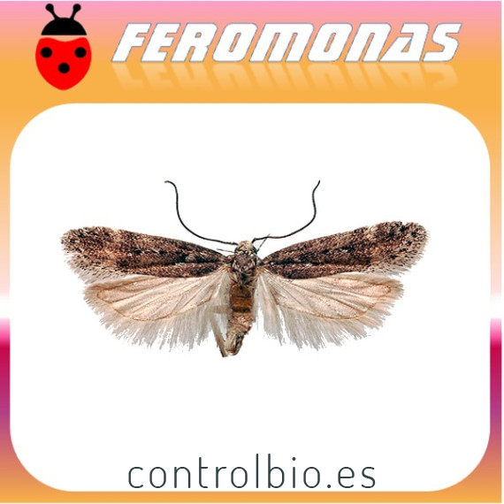PHTHORIMAEA OCELLATELLA Polilla de la remolacha