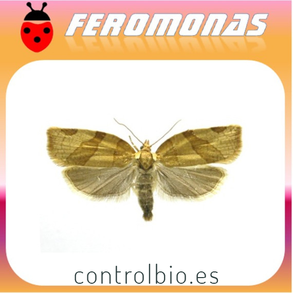 PANDEMIS RIBEANA Polilla tortrix