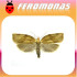 PANDEMIS RIBEANA Polilla tortrix