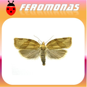 PANDEMIS RIBEANA Polilla tortrix