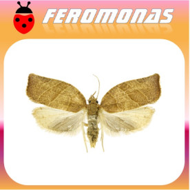 PANDEMIS LIMITATA Tortrícido
