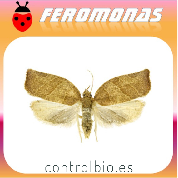 PANDEMIS LIMITATA Tortrícido