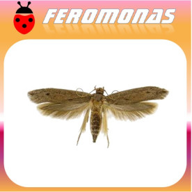 OPOGONA SACCHARIS Perforador de las ornamentales