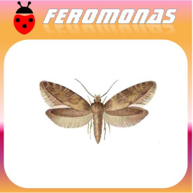 NEMAPOGON GRANELLUS Polilla del grano
