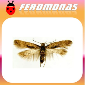 PHTHORIMAEA OPERCULELLA Polilla de la patata