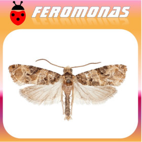 LOBESIA BOTRANA Polilla de la vid