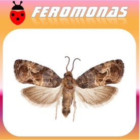 PARALOBESIA VITEANA Polilla del grano de uva