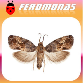 PARALOBESIA VITEANA Polilla del grano de uva