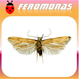SITOTROGA CEREALELLA Palomilla de los cereales