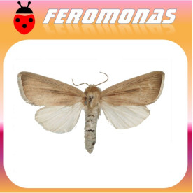 SESAMIA INFERENS Perforador púrpura