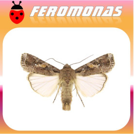 SPODOPTERA FRUGIPERDA Gusano de la acelga