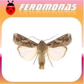 SPODOPTERA FRUGIPERDA Gusano de la acelga