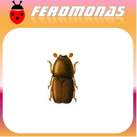 SCOLYTUS MULTISTRIATUS Barrenillo del olmo