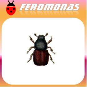 SCOLYTUS SCOLYTUS Escarabajo de la corteza del olmo