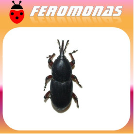 SCYPHOPHORUS ACUPUNCTATUS Picudo del ágave