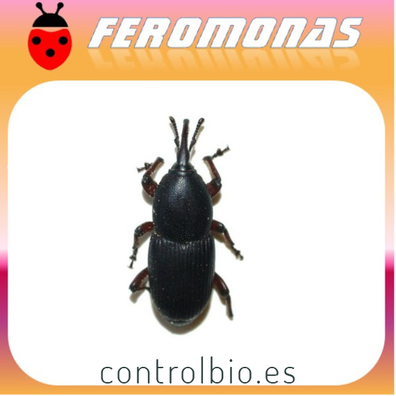 SCYPHOPHORUS ACUPUNCTATUS Picudo del ágave