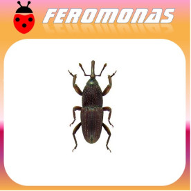 SITOPHILUS GRANARIUS Gorgojo del trigo