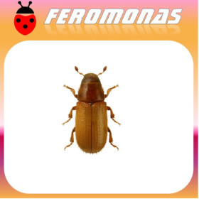 TOMICUS PINIPERDA Barrenillo del pino