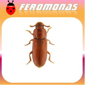 TRIBOLIUM CASTANEUM Escarabajo rojo de la harina