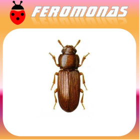 TRIBOLIUM CONFUSUM Escarabajo confuso de la harina