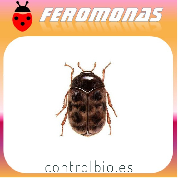 TROGODERMA GRANARIUM Gorgojo del trigo