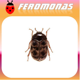 TROGODERMA GRANARIUM Gorgojo del trigo