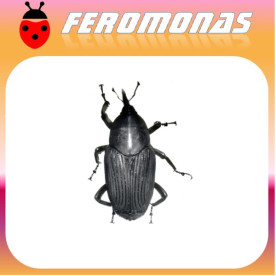 RHYNCHOPHORUS PALMARUM Picudo negro de la palma
