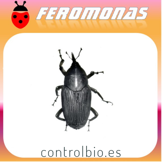 RHYNCHOPHORUS PALMARUM Picudo negro de la palma