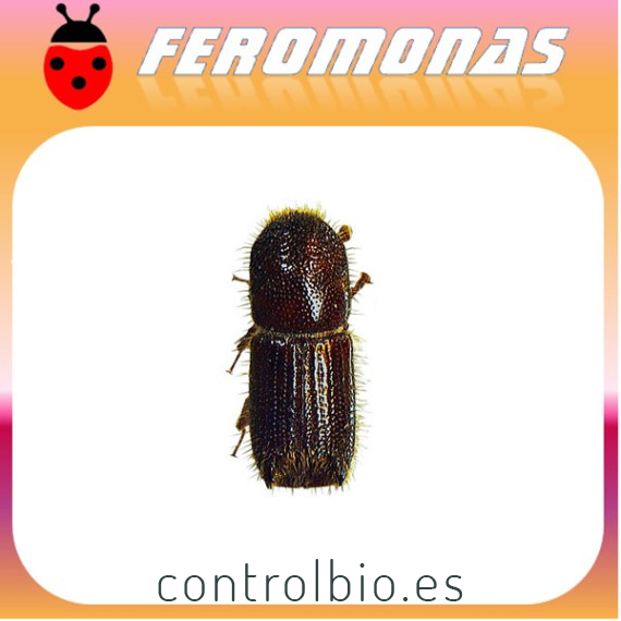 ORTHOTOMICUS EROSUS Escarabajo perforador