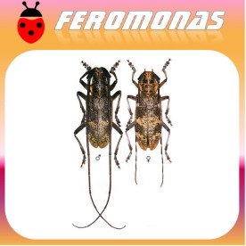 MONOCHAMUS GALLOPROVINCIALIS Longicornio del pino