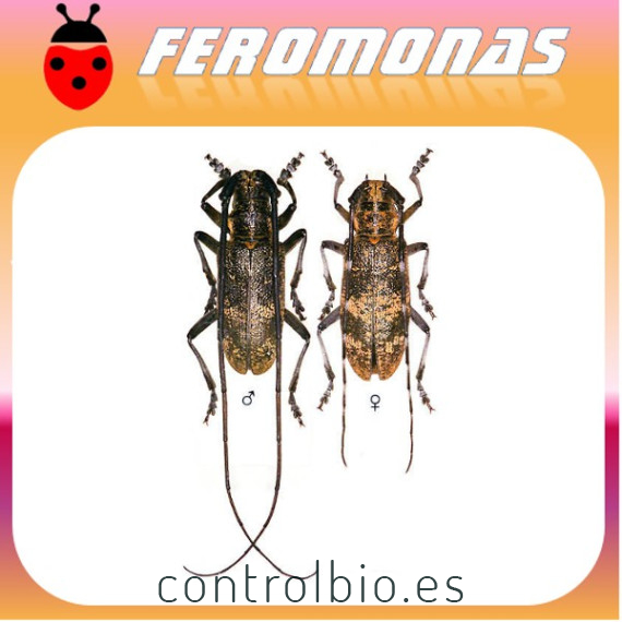 MONOCHAMUS GALLOPROVINCIALIS Longicornio del pino