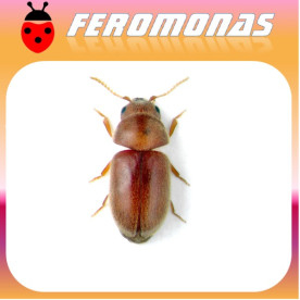 LASIODERMA SERRICORNE Escarabajo del tabaco