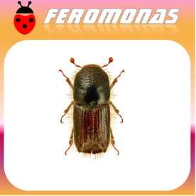 IPS TYPOGRAPHUS Escarabajo de la corteza del pino