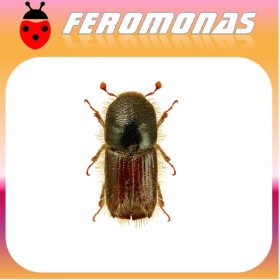IPS TYPOGRAPHUS Escarabajo de la corteza del pino