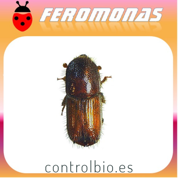 IPS ACUMINATUS Perforador del pino