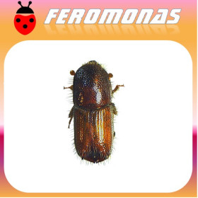 IPS ACUMINATUS Perforador del pino
