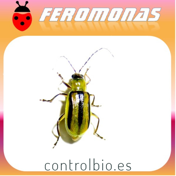 DIABROTICA VIRGIFERA Gusano alfilerillo del maiz