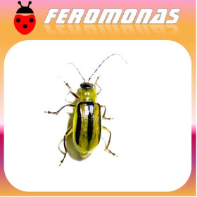 DIABROTICA VIRGIFERA Gusano alfilerillo del maiz
