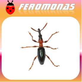 CYLAS FORMICARIUS Gorgojo del boniato