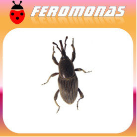 COSMOPOLITES SORDIDUS Picudo del banano