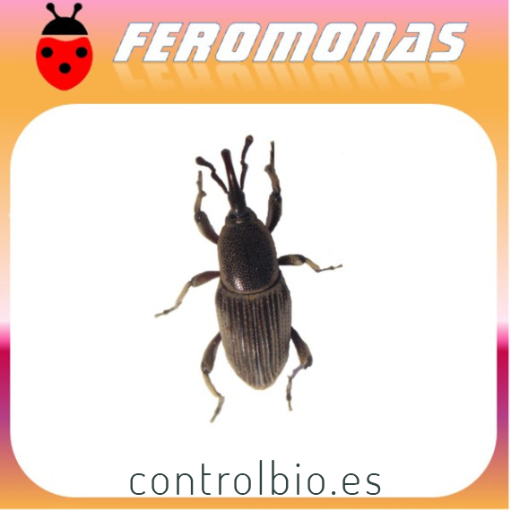 COSMOPOLITES SORDIDUS Picudo del banano