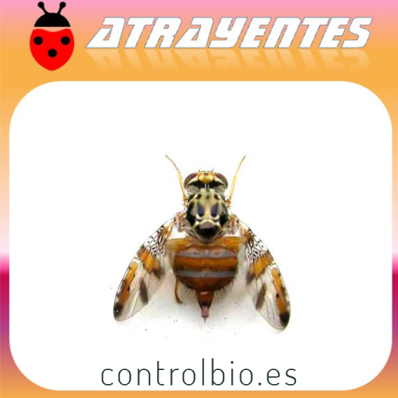 CERATITIS CAPITATA Atrayente 90 días