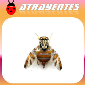 CERATITIS CAPITATA Atrayente 90 días